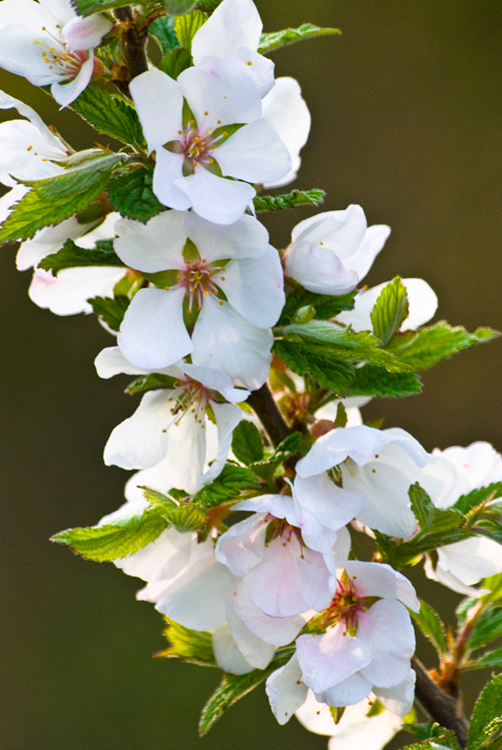 photo "***" tags: nature, flowers