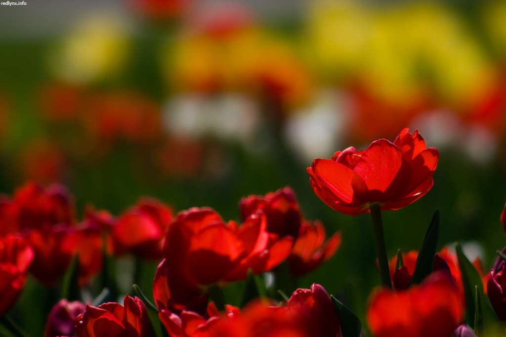 photo "Local Holland" tags: nature, flowers