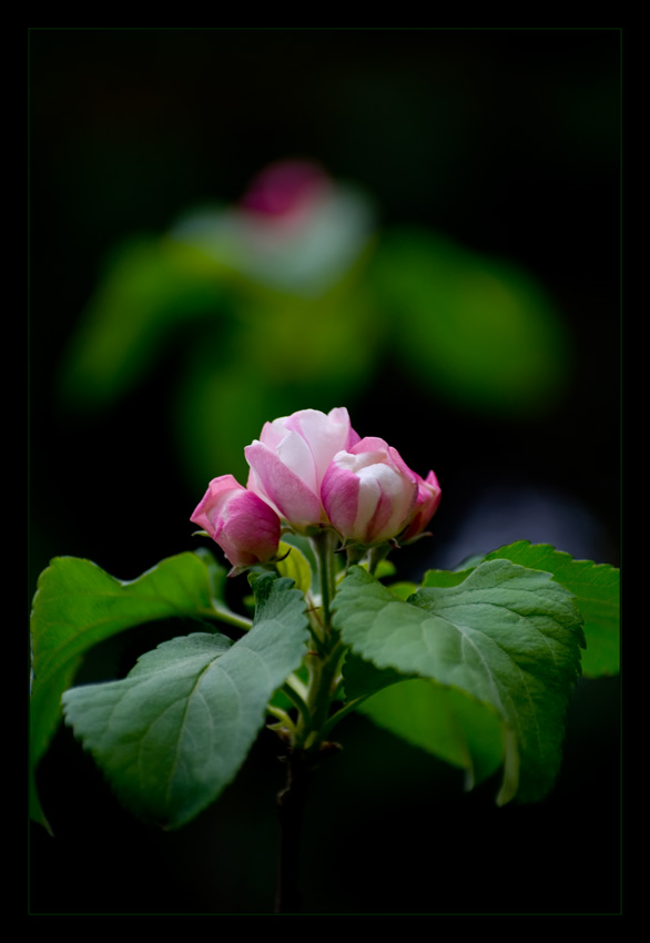 photo "***" tags: nature, flowers
