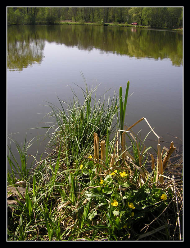 фото "Берег пруда" метки: природа, цветы