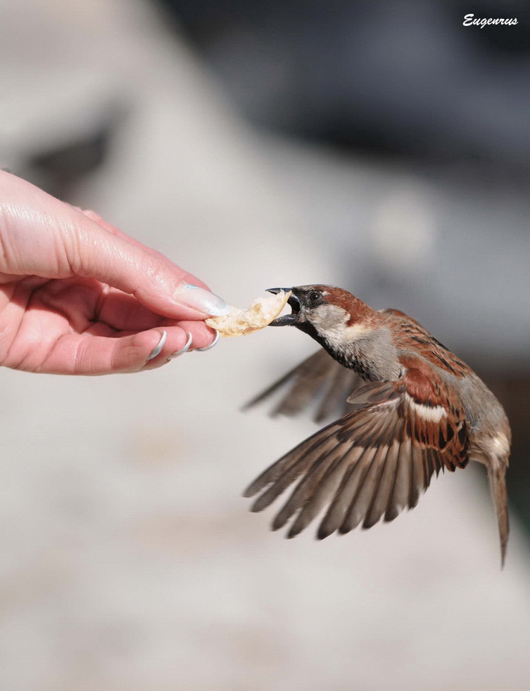 фото "Fast sparrow" метки: природа, дикие животные