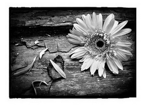 photo "***" tags: black&white, 