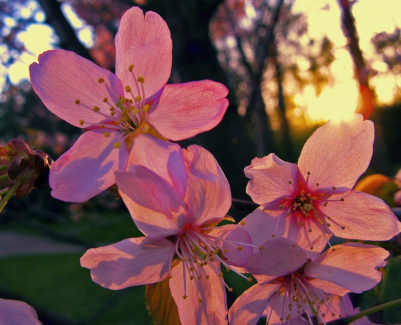 photo "***" tags: nature, flowers