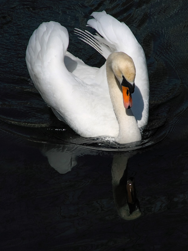 photo "***" tags: nature, wild animals