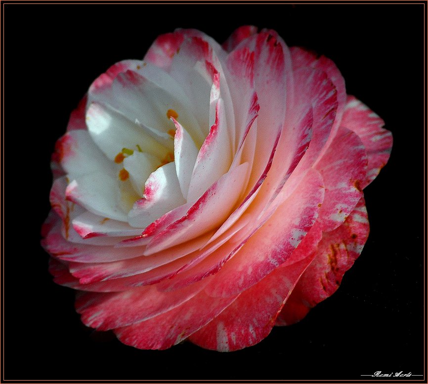 photo "red and white = love" tags: nature, macro and close-up, flowers