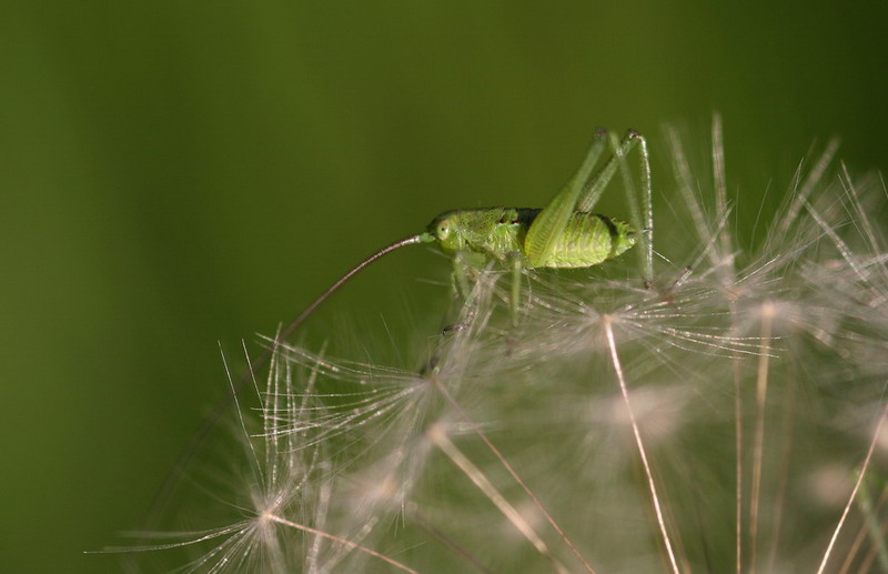 photo "***" tags: nature, macro and close-up, insect