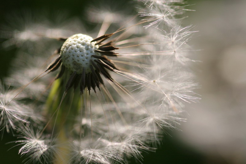 photo "***" tags: nature, macro and close-up, flowers