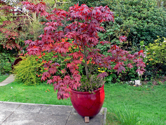 photo "Maple Tree" tags: nature, flowers