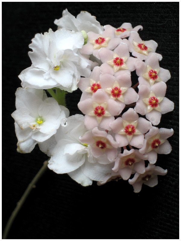 photo "Simply a little flowers" tags: nature, macro and close-up, flowers