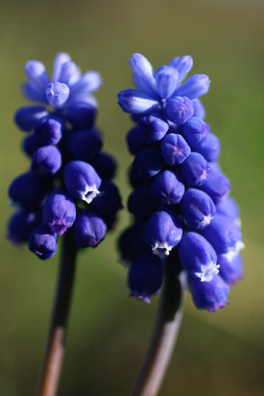 photo "***" tags: nature, flowers