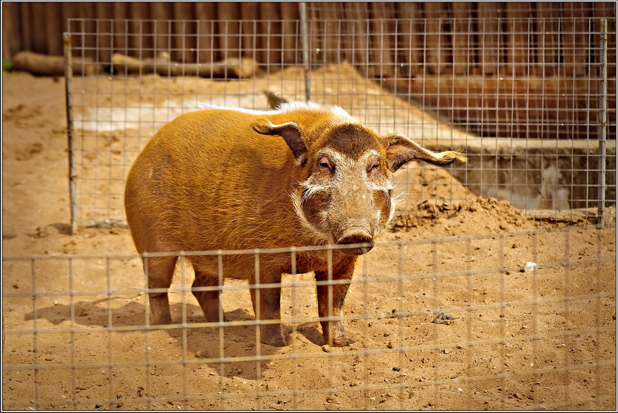 Свинья с поросятами. Стадо свиней. Поросая. Поросая. Поросая.