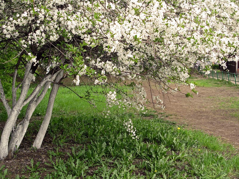 photo "***" tags: landscape, nature, flowers