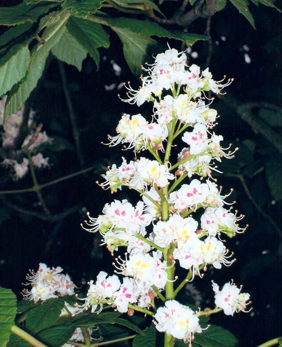 photo "Horse Chestnut." tags: nature, flowers