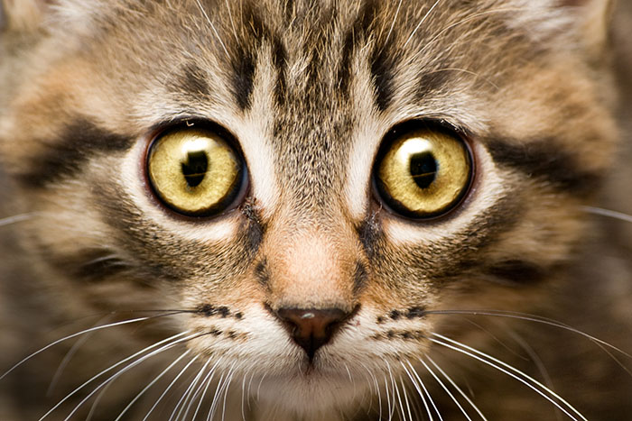photo "Eyes" tags: nature, pets/farm animals