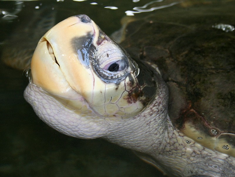 photo "Turtle" tags: nature, wild animals