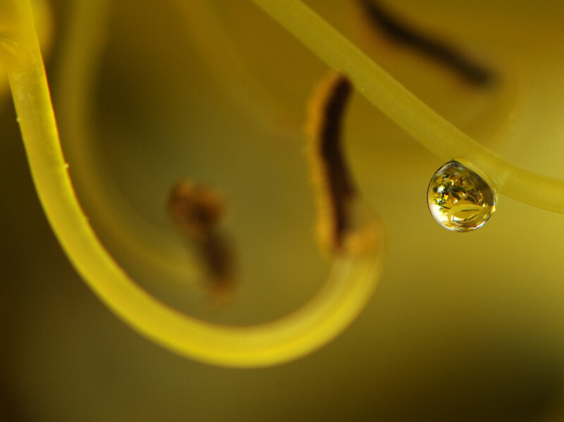 photo "***" tags: macro and close-up, 