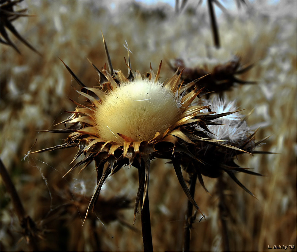 photo "Downy and Spiny" tags: nature, travel, flowers