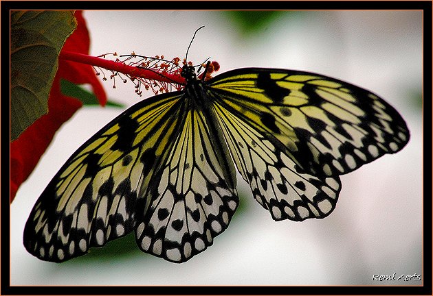 photo "hungry butterfly" tags: nature, macro and close-up, insect