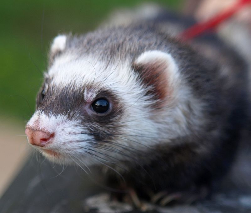 photo "Curiosity" tags: nature, pets/farm animals