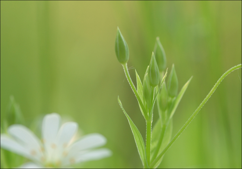 photo "***" tags: nature, macro and close-up, flowers