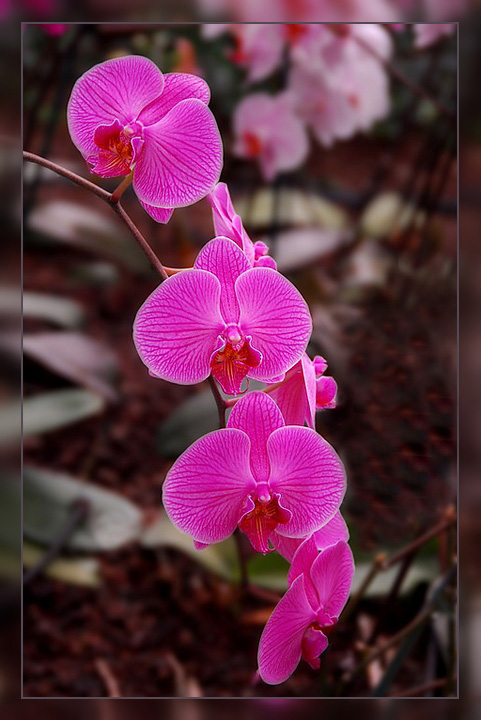 photo "***" tags: nature, flowers