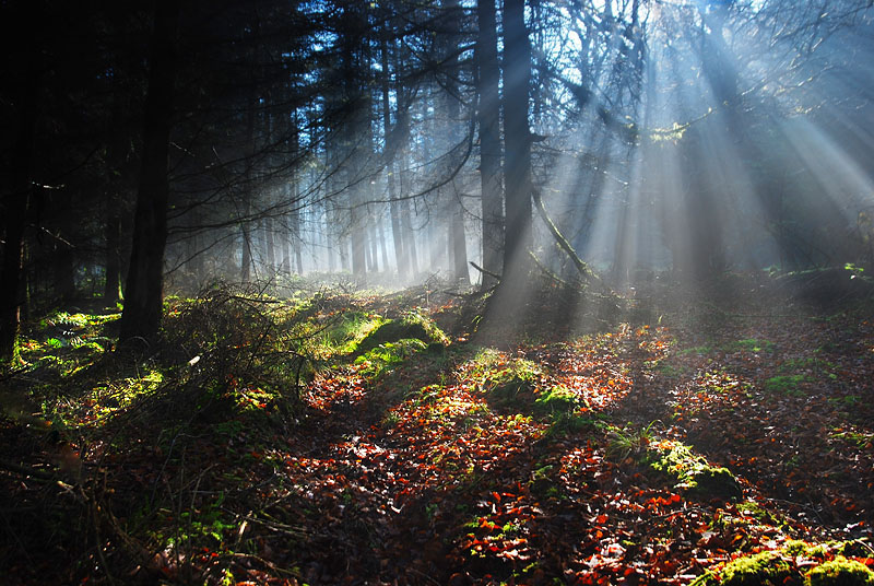 photo "Symphony of light" tags: landscape, forest