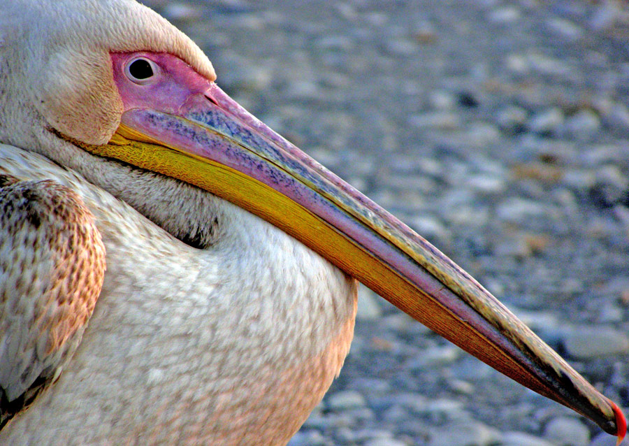 photo "Pelican" tags: nature, wild animals