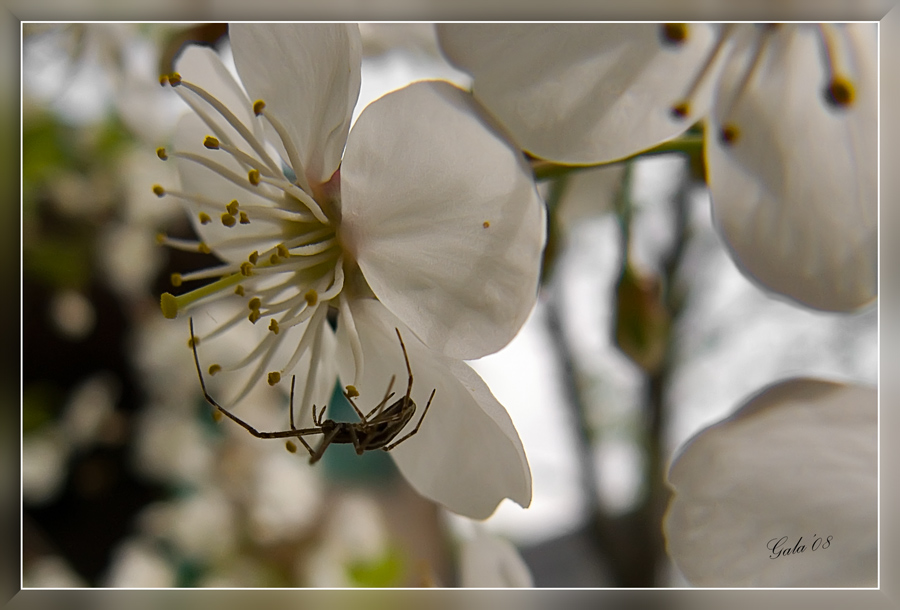 photo "The tenderness of a spider" tags: macro and close-up, nature, insect