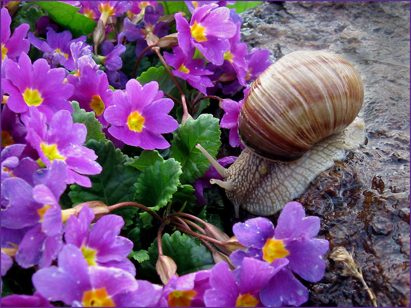 photo "***" tags: nature, misc., flowers