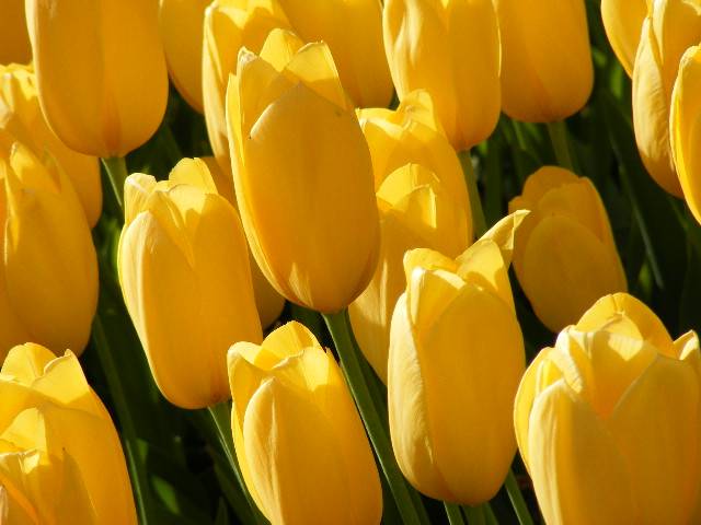 фото "Yellow flower" метки: природа, цветы