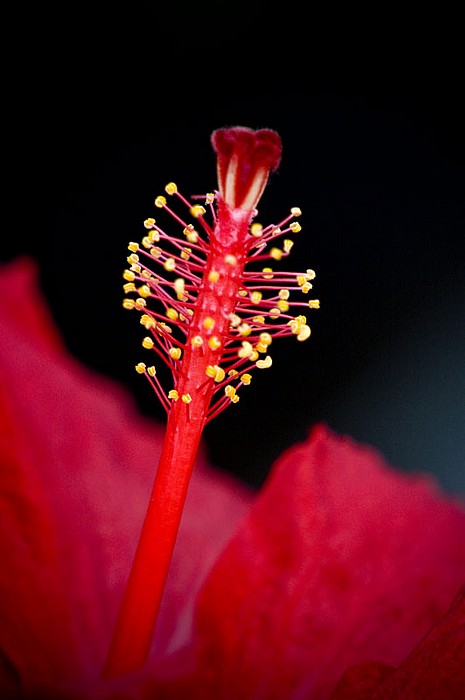 photo "***" tags: nature, macro and close-up, flowers