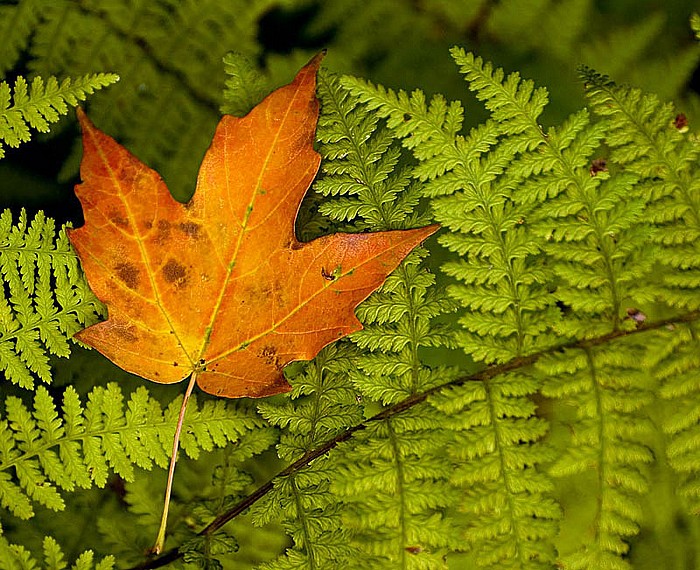 photo "***" tags: macro and close-up, nature, 