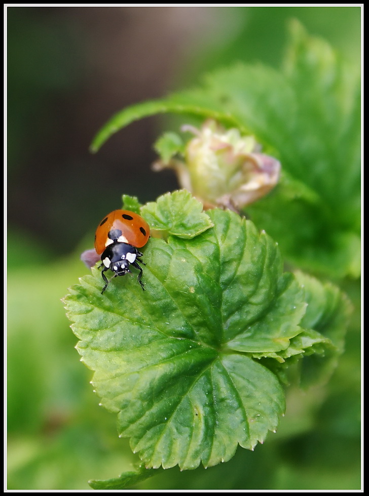 photo "***" tags: macro and close-up, nature, insect