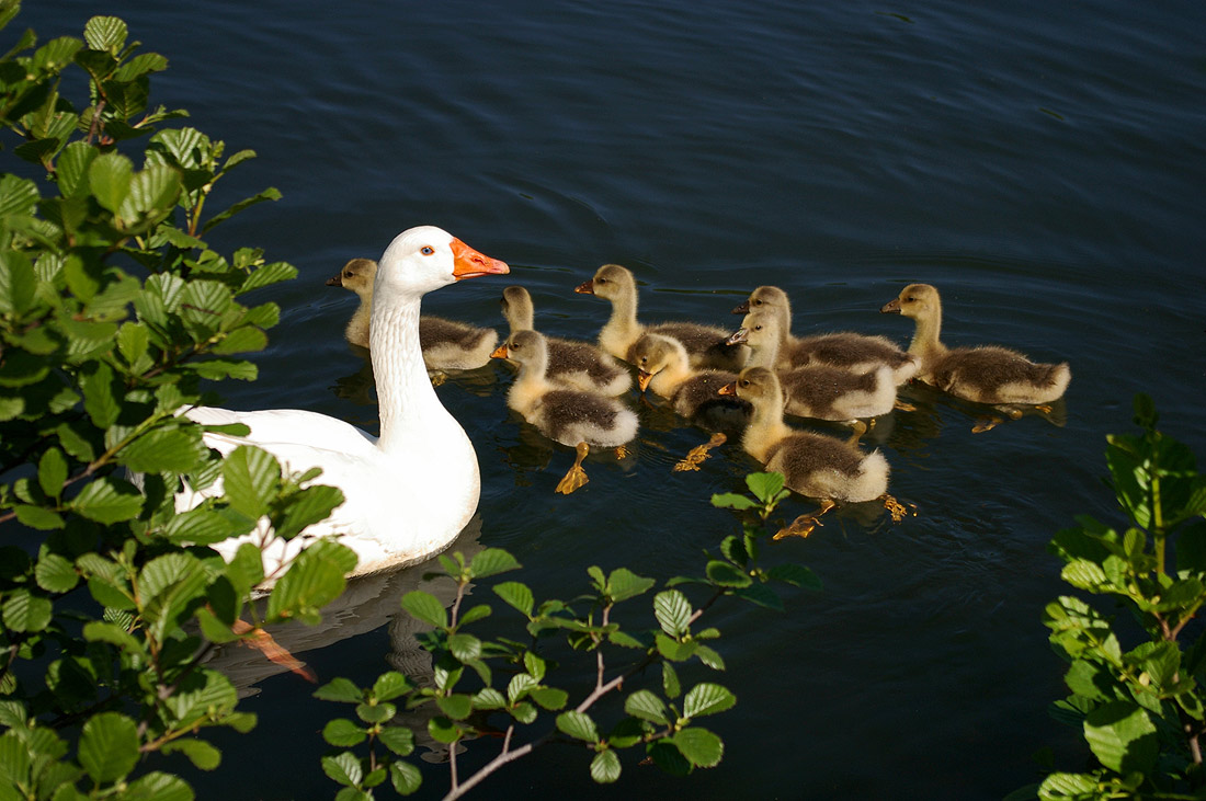 photo "Spring" tags: landscape, nature, spring