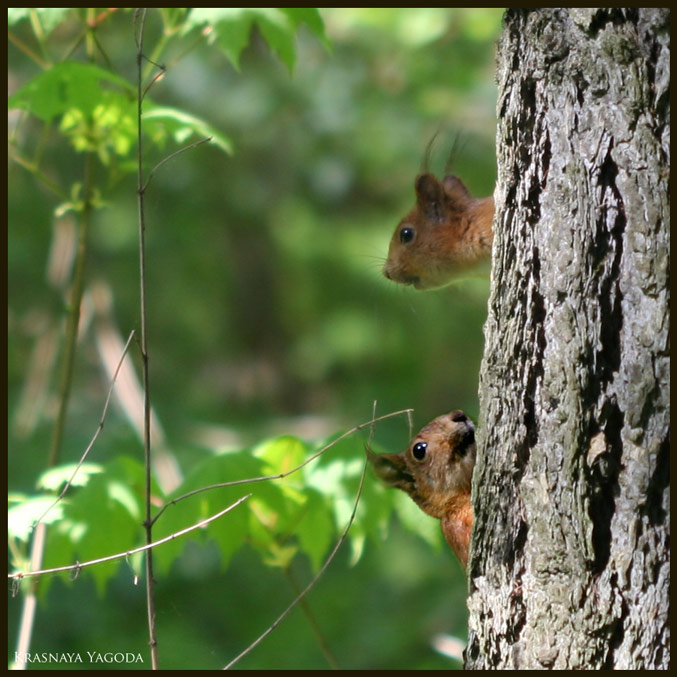 photo "***" tags: nature, wild animals