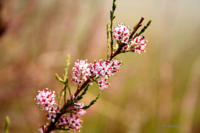 photo "***" tags: nature, flowers