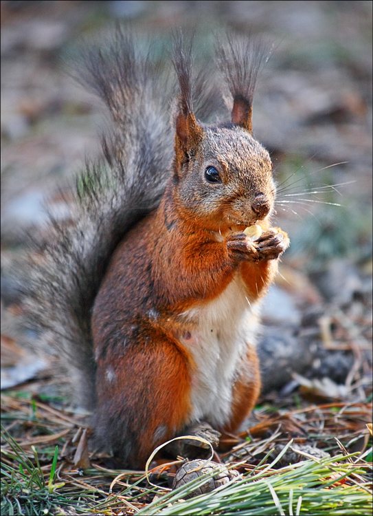 фото "* * *" метки: природа, дикие животные