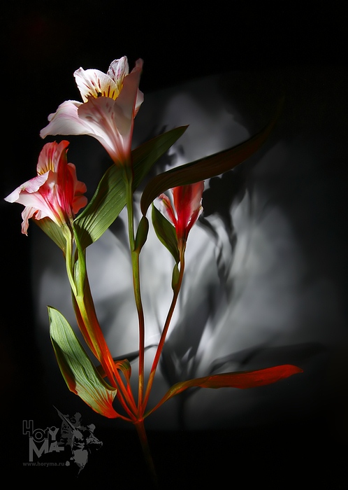 photo "0344 ("The painting of light - Sketches")" tags: still life, nature, flowers