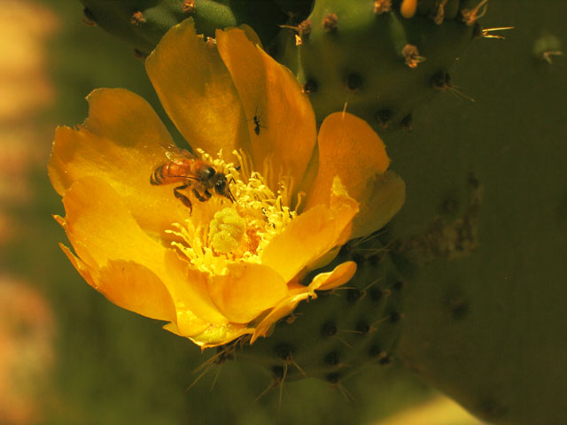 фото "Цветок цабар" метки: природа, насекомое, цветы