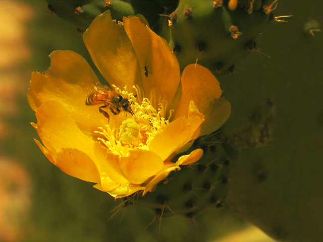 photo "***" tags: nature, flowers, insect