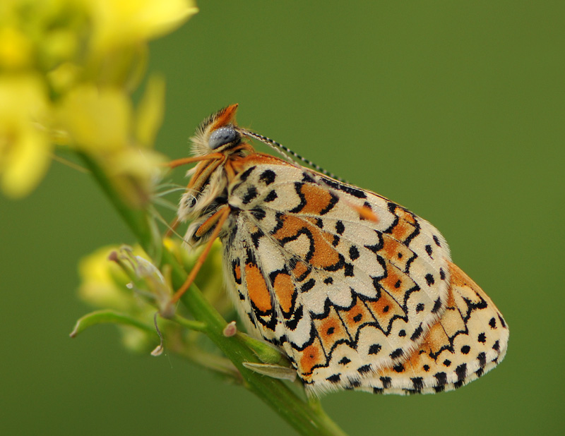 photo "***" tags: macro and close-up, 