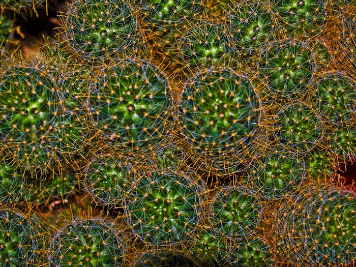 photo "cactus" tags: nature, macro and close-up, flowers