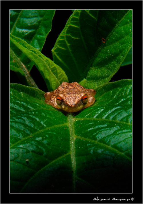 photo "*frog*" tags: nature, macro and close-up, flowers