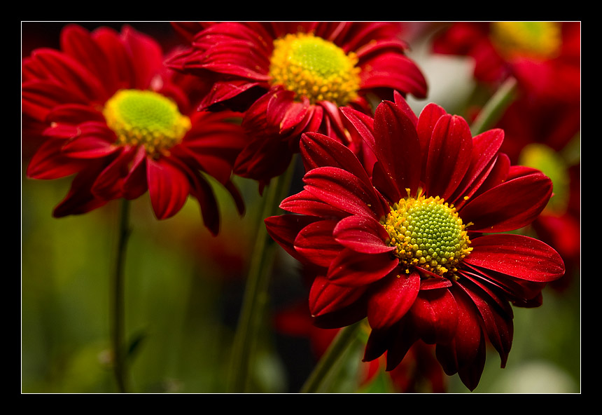photo "The Red Flowers" tags: nature, macro and close-up, flowers