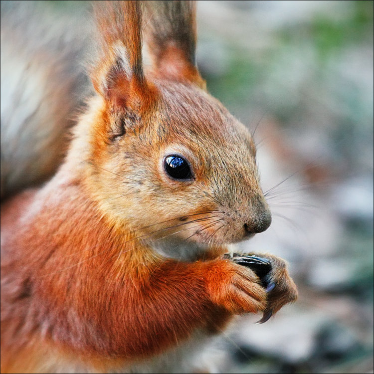 фото "* * *" метки: природа, дикие животные