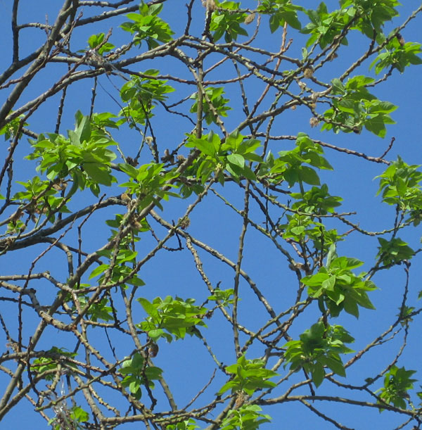 photo "spring geometry" tags: nature, flowers