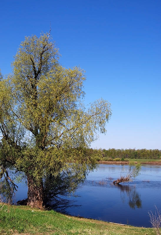 photo "***" tags: landscape, spring