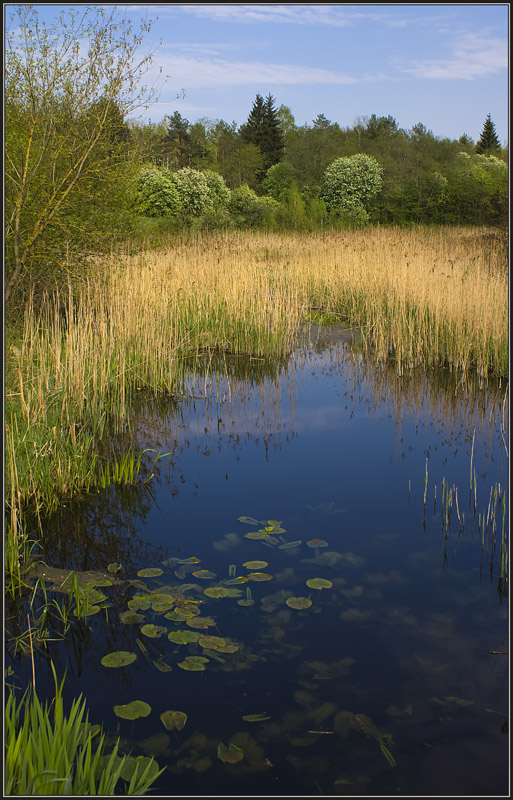 photo "Spring sketch" tags: landscape, spring