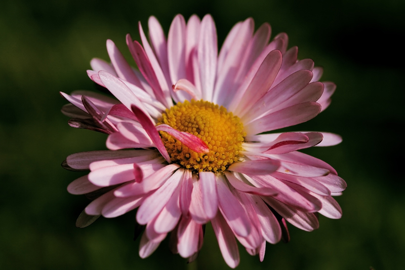 photo "***" tags: nature, macro and close-up, flowers