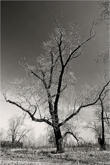 фото "* * *" метки: пейзаж, черно-белые, лес